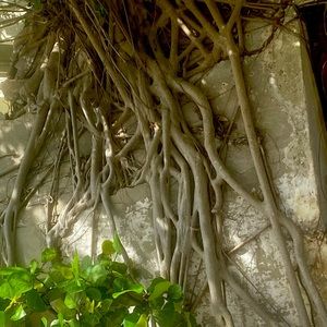 A collector of beautiful, eclectic finery